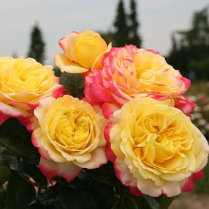 Róża Kordes' Jubilee®