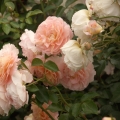 Róża Sangerhäuser Jubiläumsrose® / Cervia