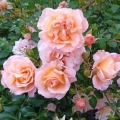 Róża Sangerhäuser Jubiläumsrose® / Cervia