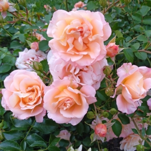 Róża Sangerhäuser Jubiläumsrose® / Cervia