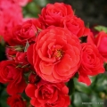 rose_rot_beetrose_cherry-girl_kordes_3_2.jpg