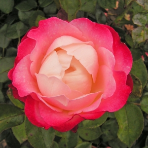 Róża Nostalgie®