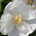 schneeflocke-4-scaled-e1732785289570.jpg
