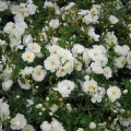 schneeflocke-3-e1732785298725.jpg