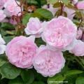 Róża Olivia Rose®