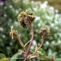 Róża Centifolia 'Cristata'