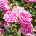 óża Harlow Carr ®