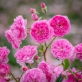 óża Harlow Carr ®