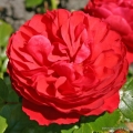 rose_rot_beetrose_cherry-girl_kordes_2_2.jpg