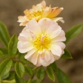 Róża Ghislaine de Feligonde®