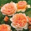 Róża Port Sunlight®