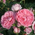 Rosenfee_6.jpg