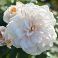 Róża Lions-Rose®