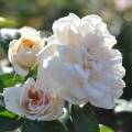 Róża Lions-Rose®