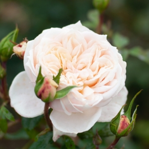 Róża Lions-Rose®