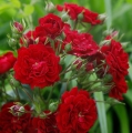 Róża Crimson Pixie®