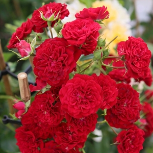 Róża Crimson Pixie®