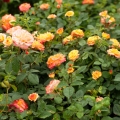 Róża Gartenspass®