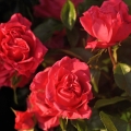Róża Cherry Girl® (Wiśniowa Panienka)