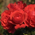 Róża Cherry Girl® (Wiśniowa Panienka)