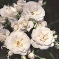 Róża Aspirin Rose®