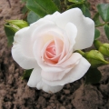 Róża Aspirin Rose®