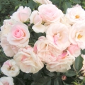 Róża Aspirin Rose®