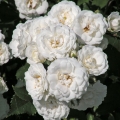 Róża White Fairy