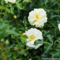 Róża Sunny Rose®