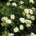 Róża Sunny Rose®