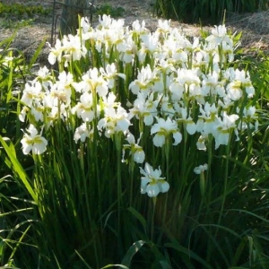 Iris sibirica 'Snow Queen' kosaciec syberyjski