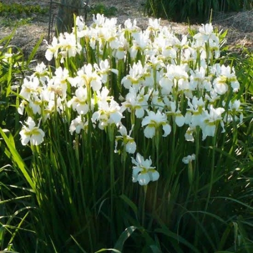 Iris sibirica 'Snow Queen' kosaciec syberyjski.jpg
