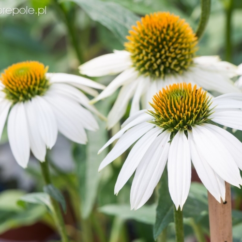 Jeżówka purpurowa'Pow Wow White'