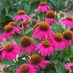Jeżówka purpurowa'Pow Wow Wild Berry'
