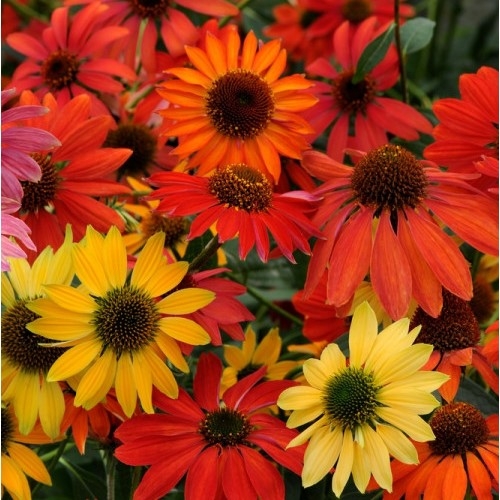 jezowka-purpurowa-cheyenne-spirit-echinacea-purpurea.jpg