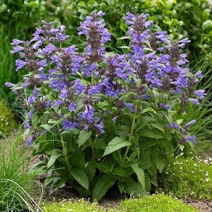 Kocimiętka Nepeta nervosa 'Neptune'