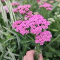 Krwawnik pospolity'Milly Rock Rose'