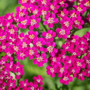 Krwawnik pospolity'Milly Rock Rose' 