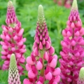 Łubin trwały Lupinus polyphyllus Gallery series 'Rose Shades'