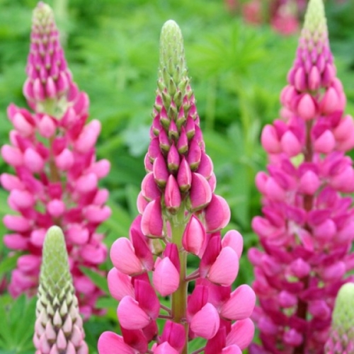 Łubin trwały Lupinus polyphyllus Gallery series 'Rose Shades'