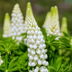 Łubin Trwały White Shades Lupinus Polyphyllus Gallery series 