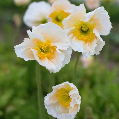 Mak Syberyjski Pop-up White Papaver Nudicaule