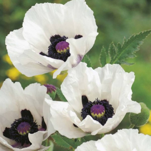 Mak wschodni Papaver orientale 'Royal Wedding'