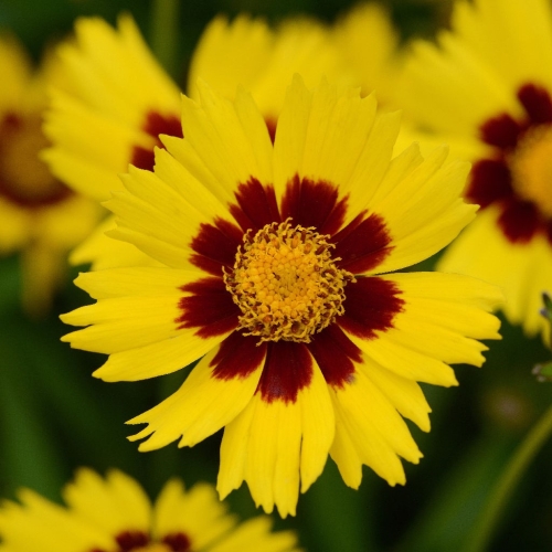 Coreopsis-grandiflora-SunKiss_m.jpg
