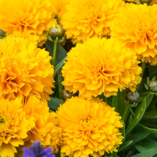 coreopsis_grandiflora_solanna_golden_sphere_1.jpg