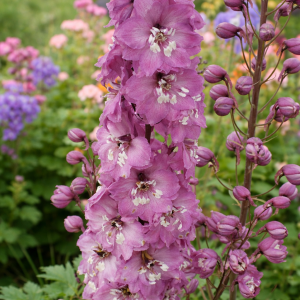 Ostróżka Delphinium Excalibur 'Lilac Rose White Bee'