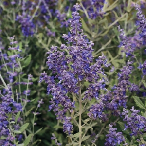 Perovskia łobodolistna 'Blue Steel'