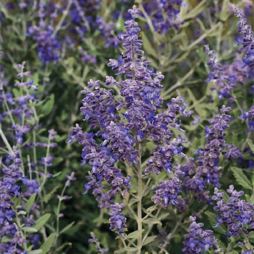 Perovskia łobodolistna 'Blue Steel'