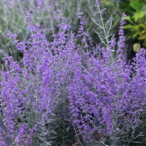 Perovskia łobodolistna 'Bluesette' 