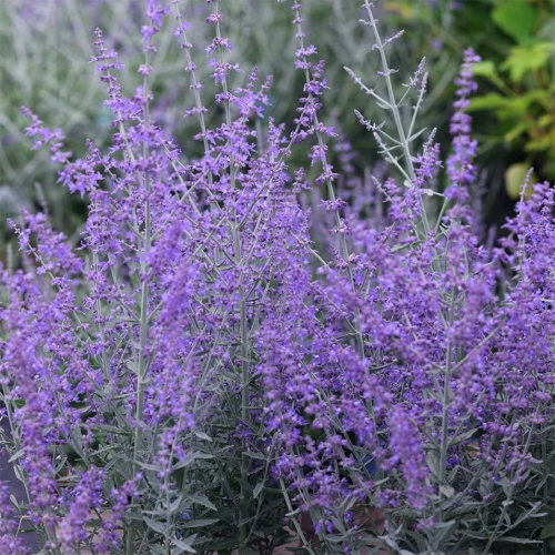 Perovskia łobodolistna 'Bluesette'